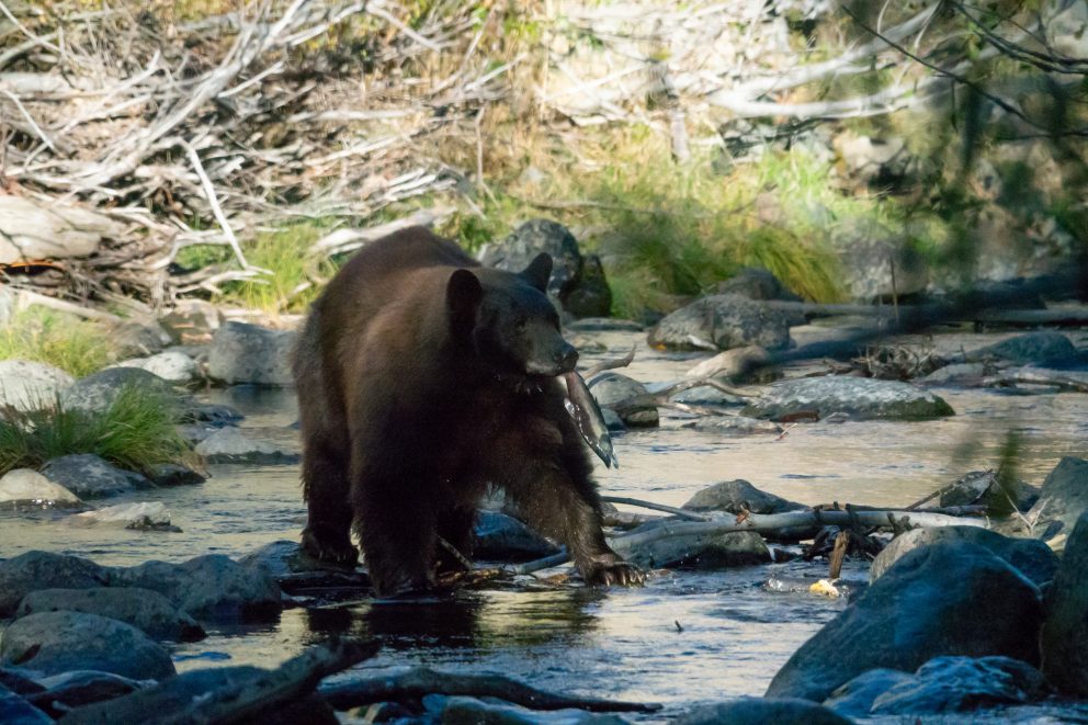 Black Bear with a Fish