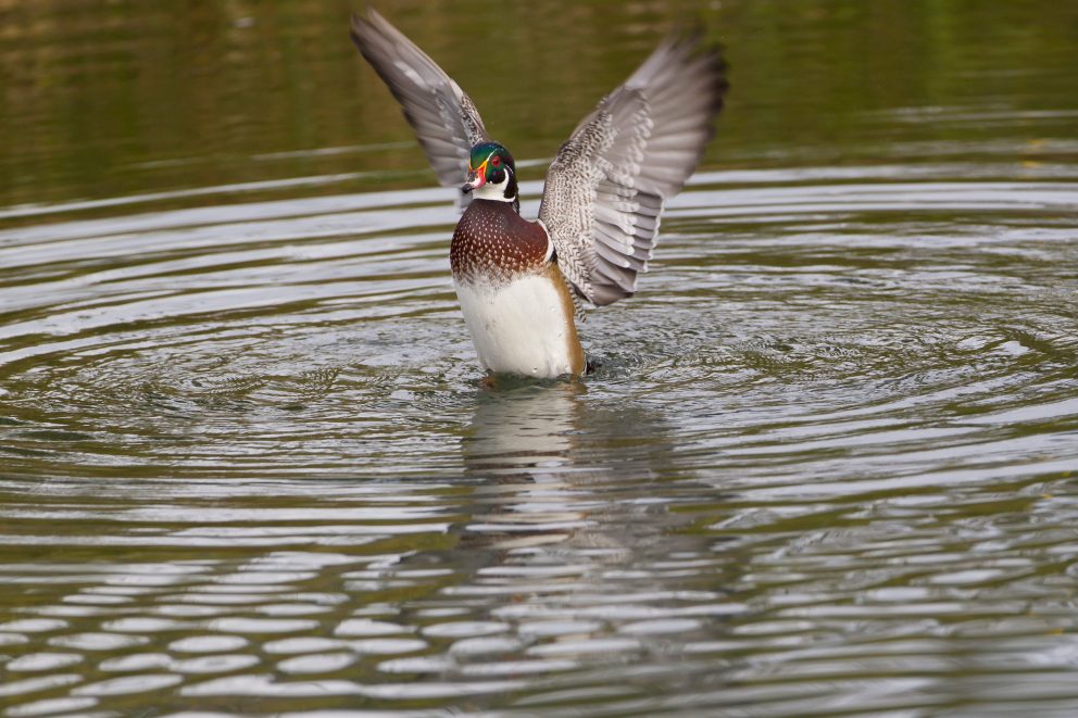 Wood duck