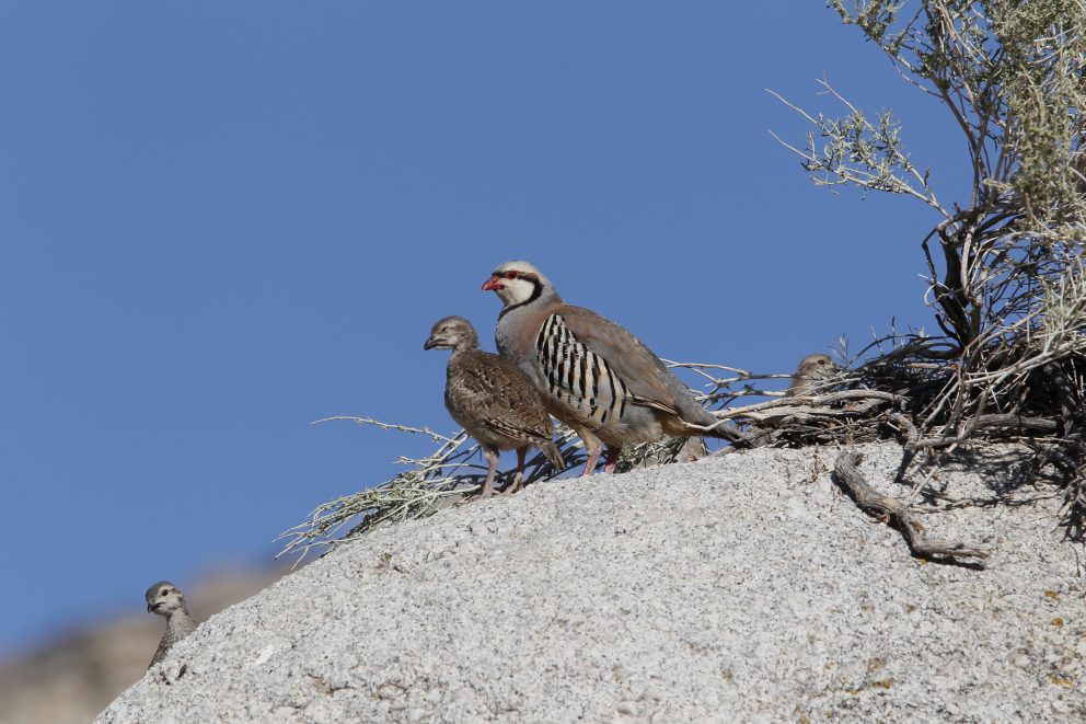 Three chukar on a rock