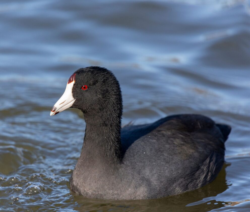 American Coot in the water with a white beak and brown at the bottom and red eyes.