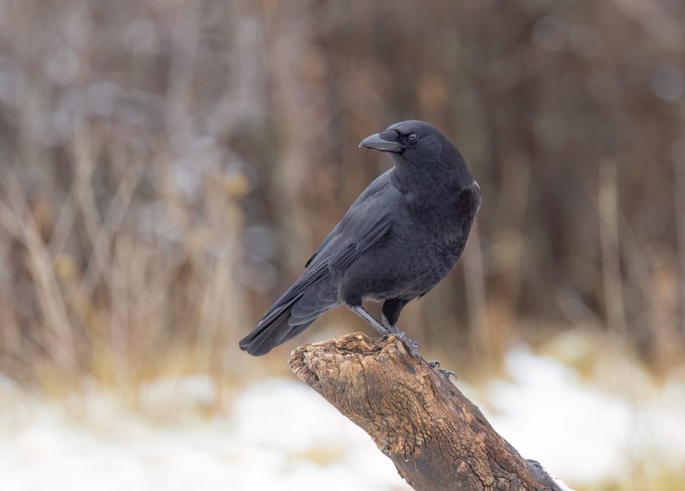 American Crow perched on a branch on a cold winter day.