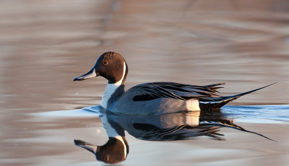 Northern Pintail
