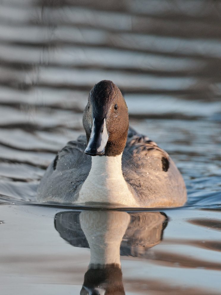 Northern Pintail