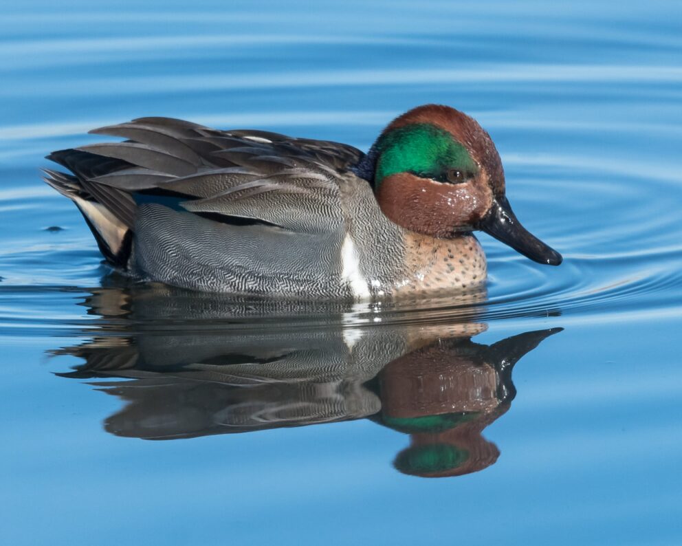Green-winged Teal