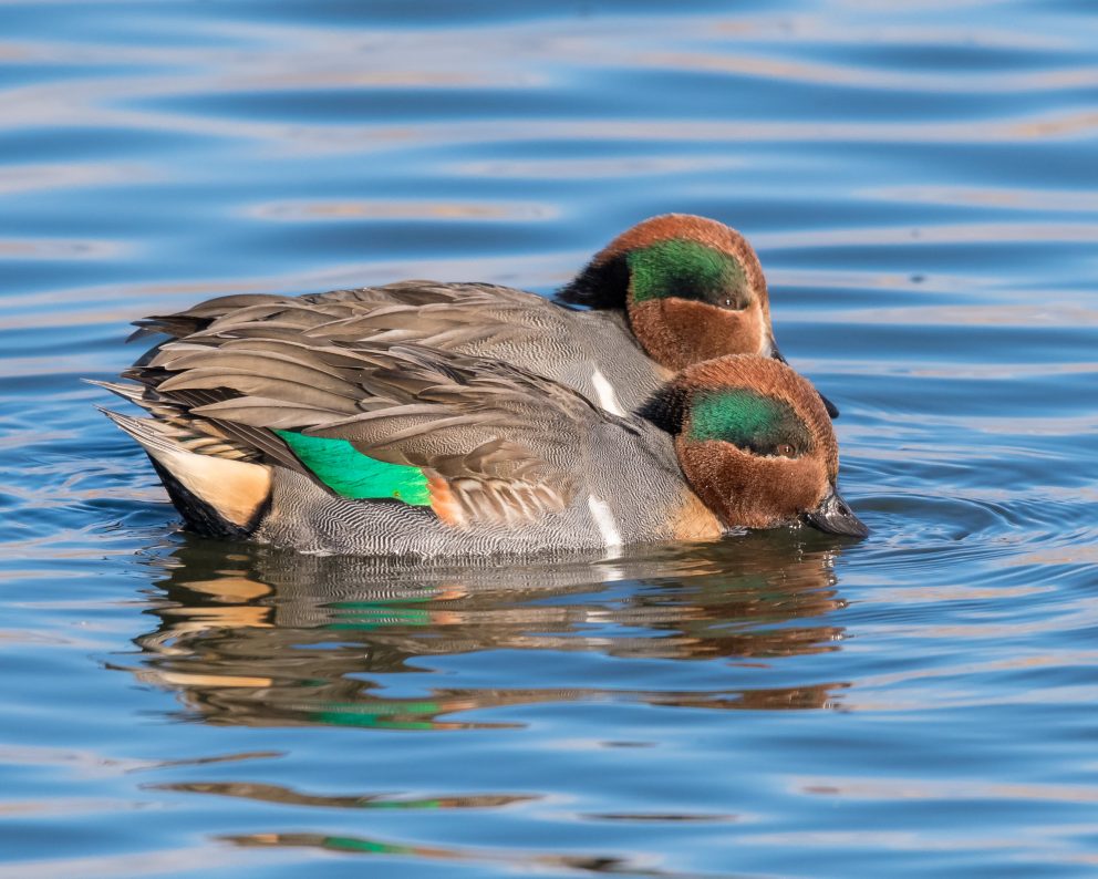 Two Green-winged Teals