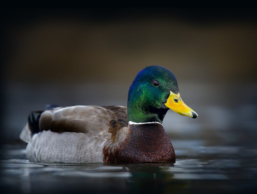 Mallard