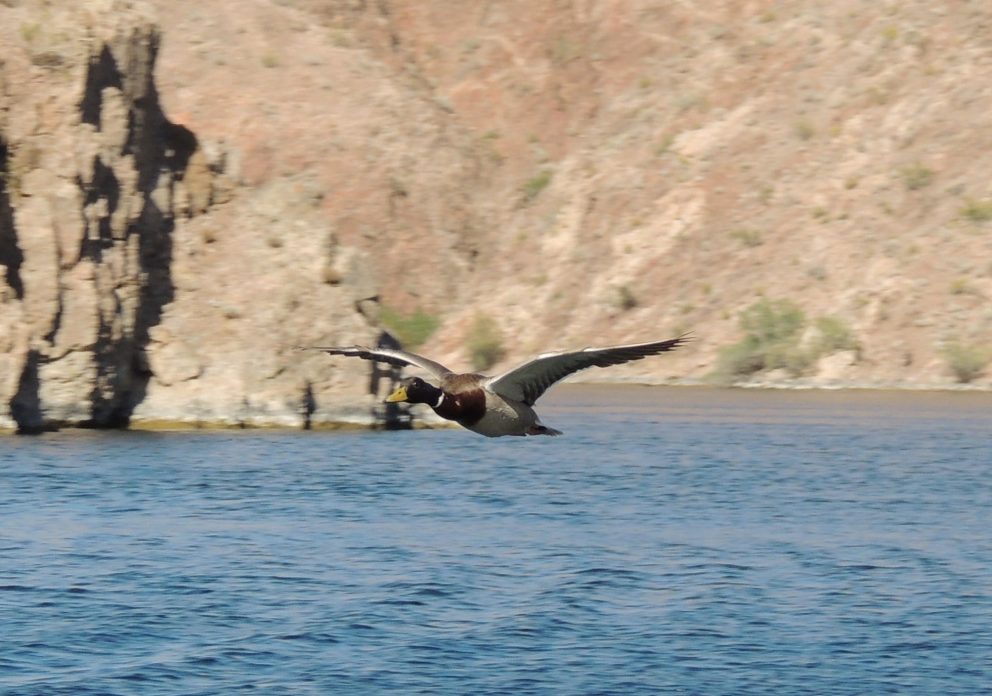 Mallard flying