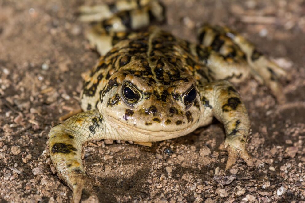 Amargosa Toad