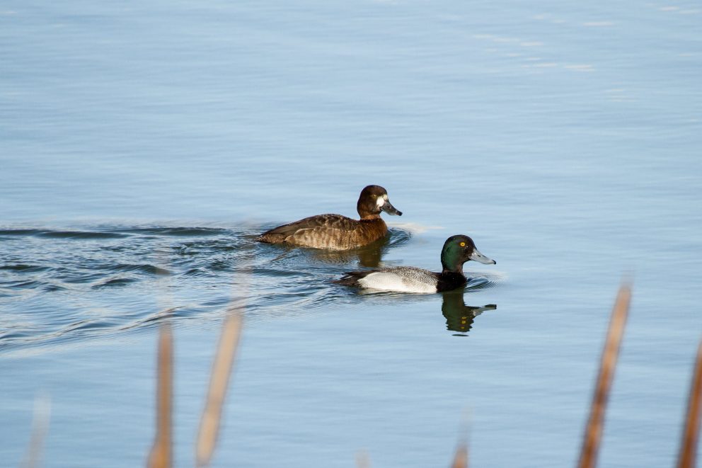 Two Lesser Scaups, a male and female, swimming in the water