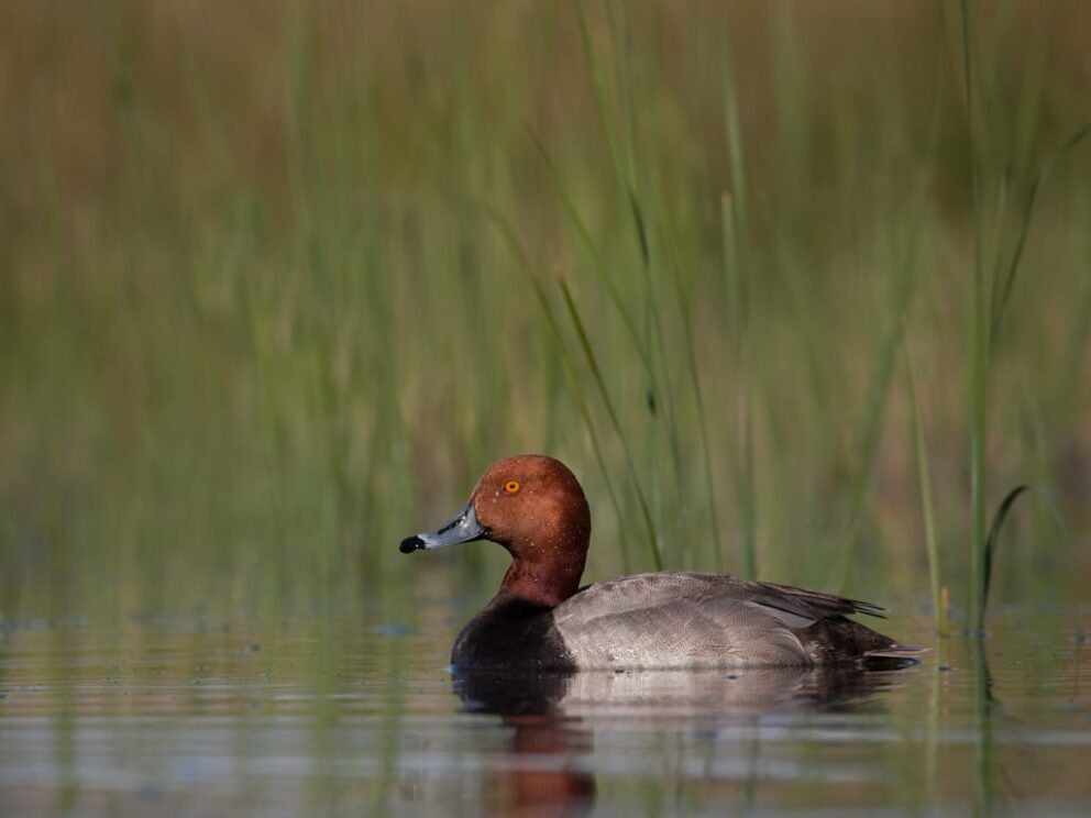Redhead duck