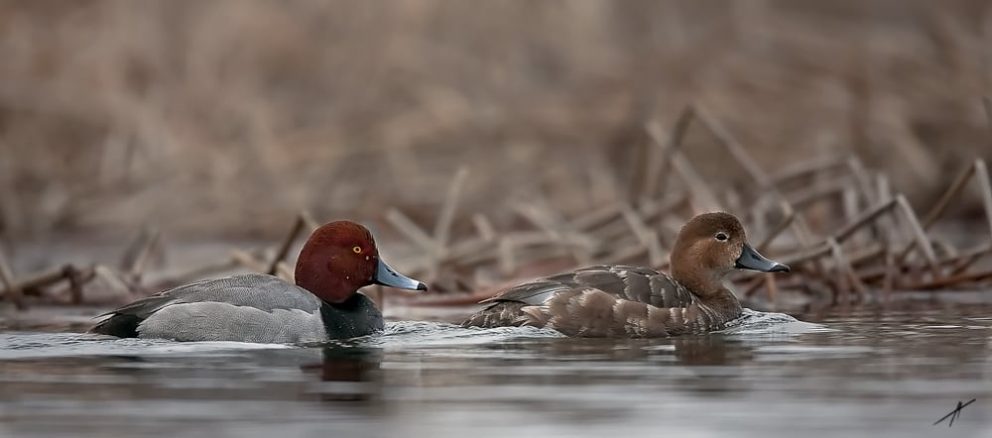 Redhead duck