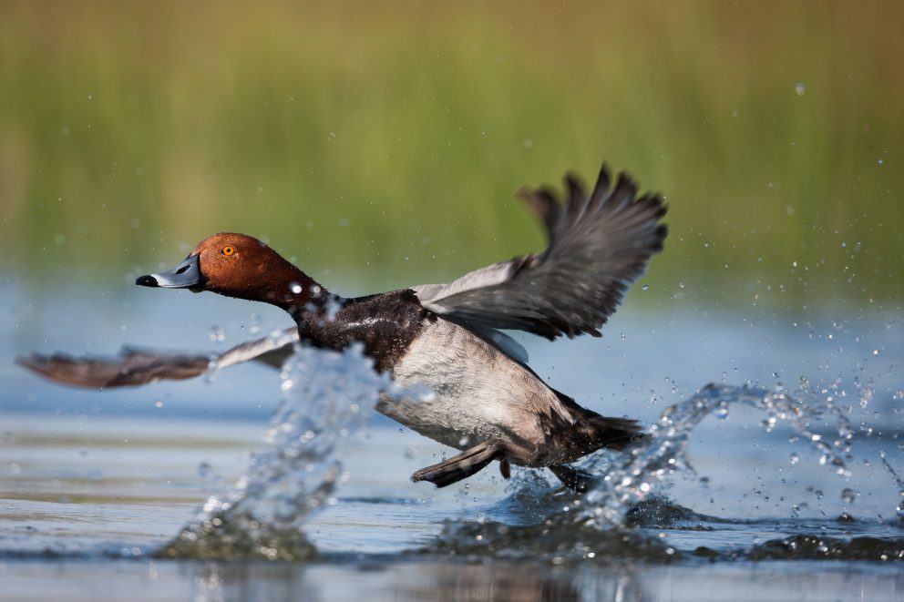 Canvasback taking off out of water
