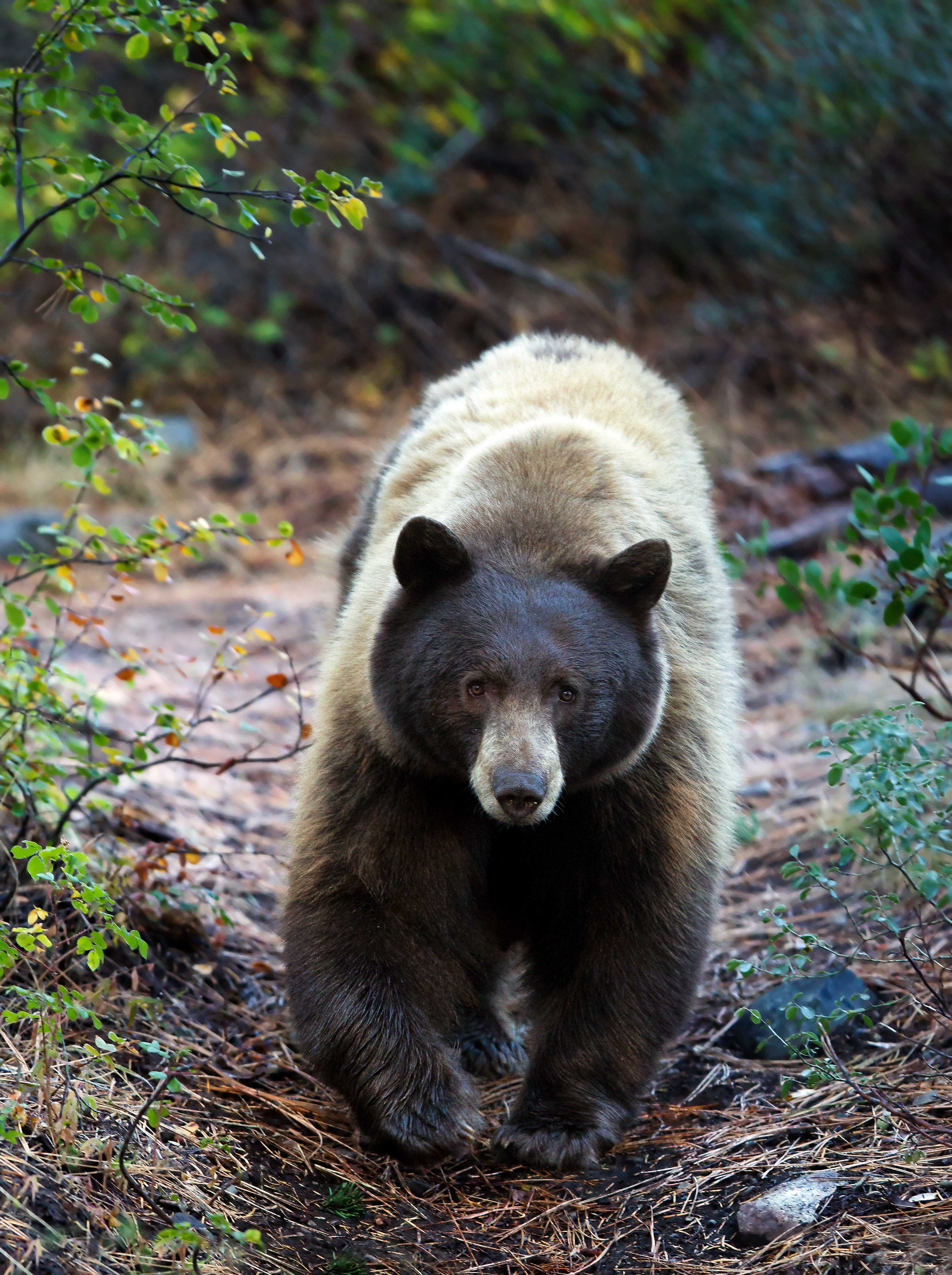 Black bear looking at you