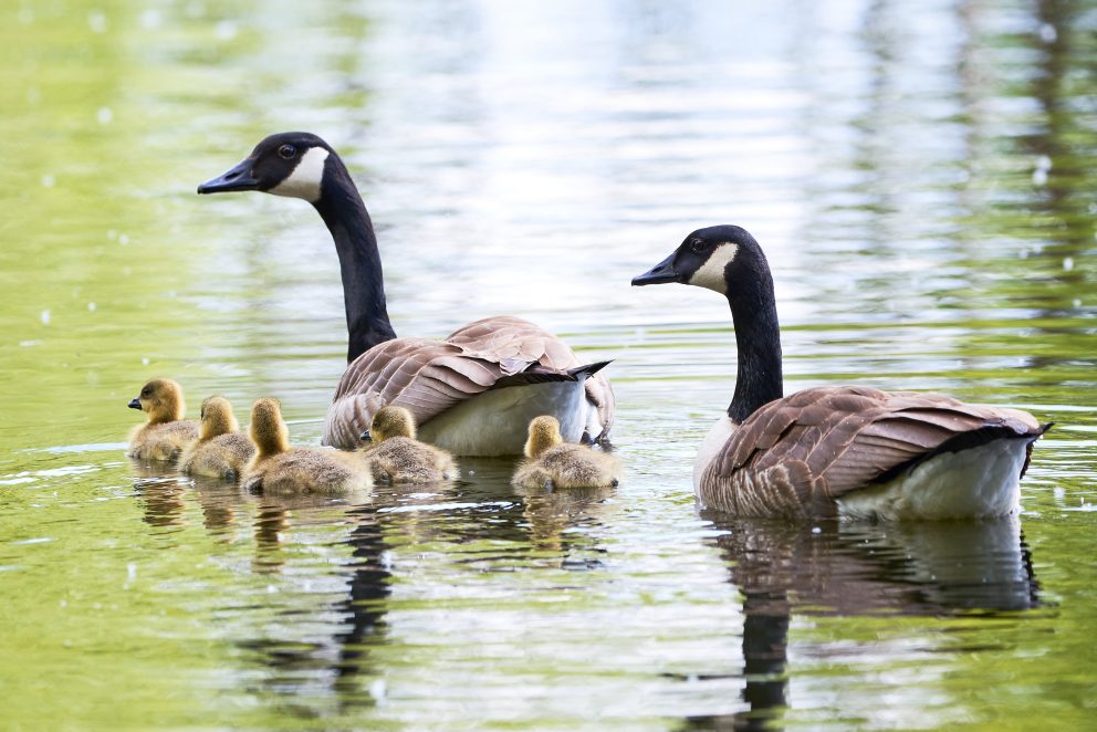 Two Canada Geese swimming with four goslings