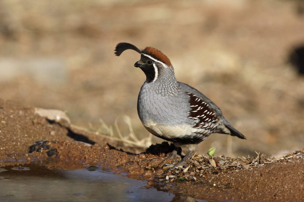 Gambel’s Quail