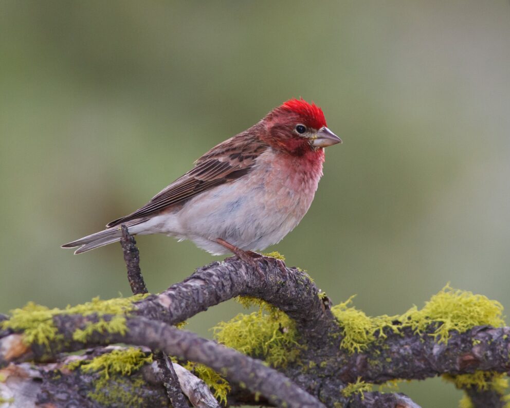Cassin’s Finch
