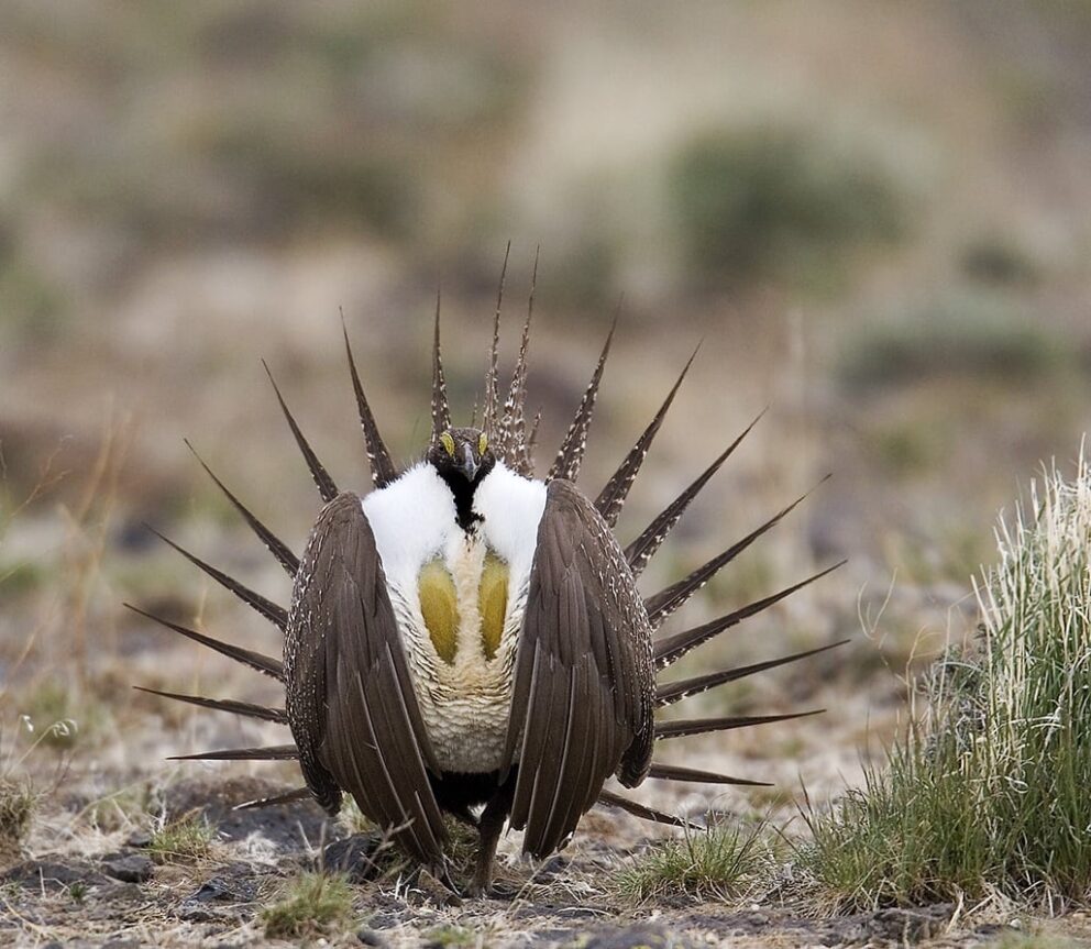 Greater Sage-Grouse
