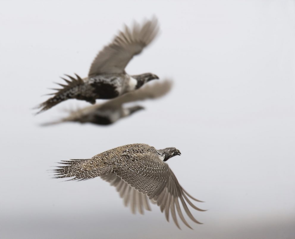 Three Greater Sage-Grouse flying