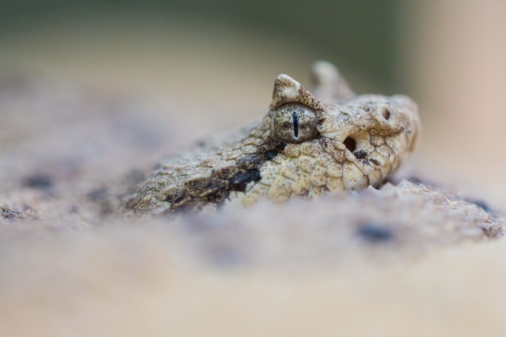Sidewinder