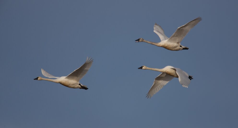 Tundra Swan