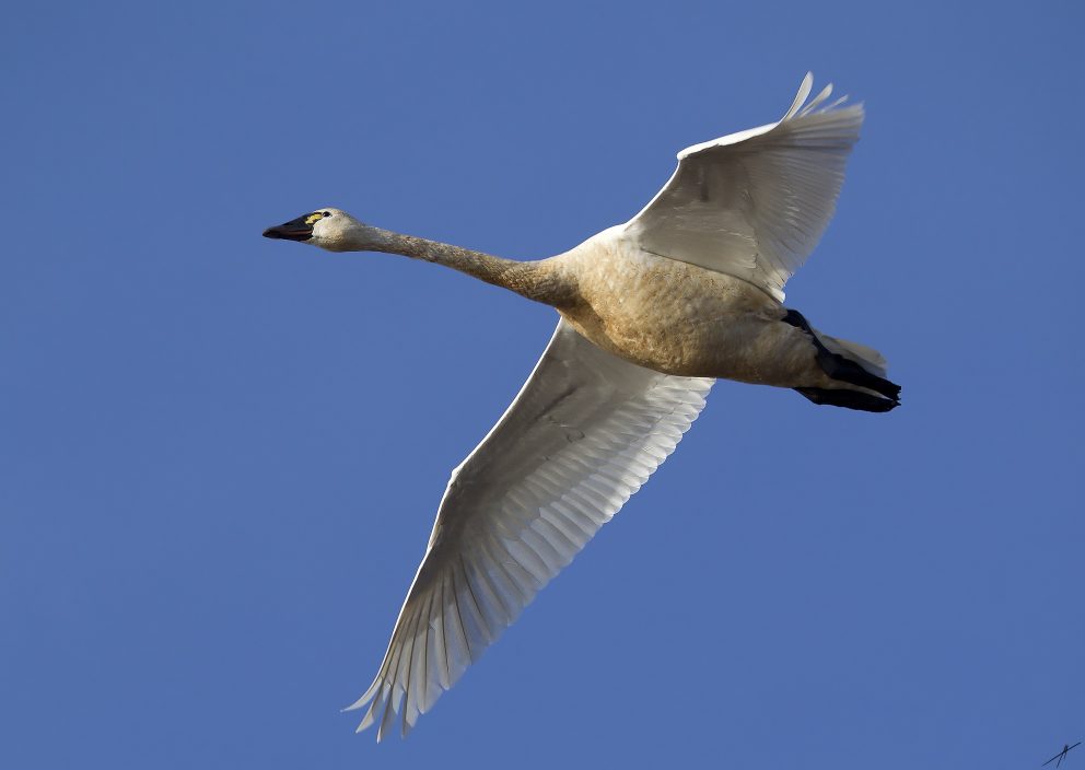 Tundra Swan