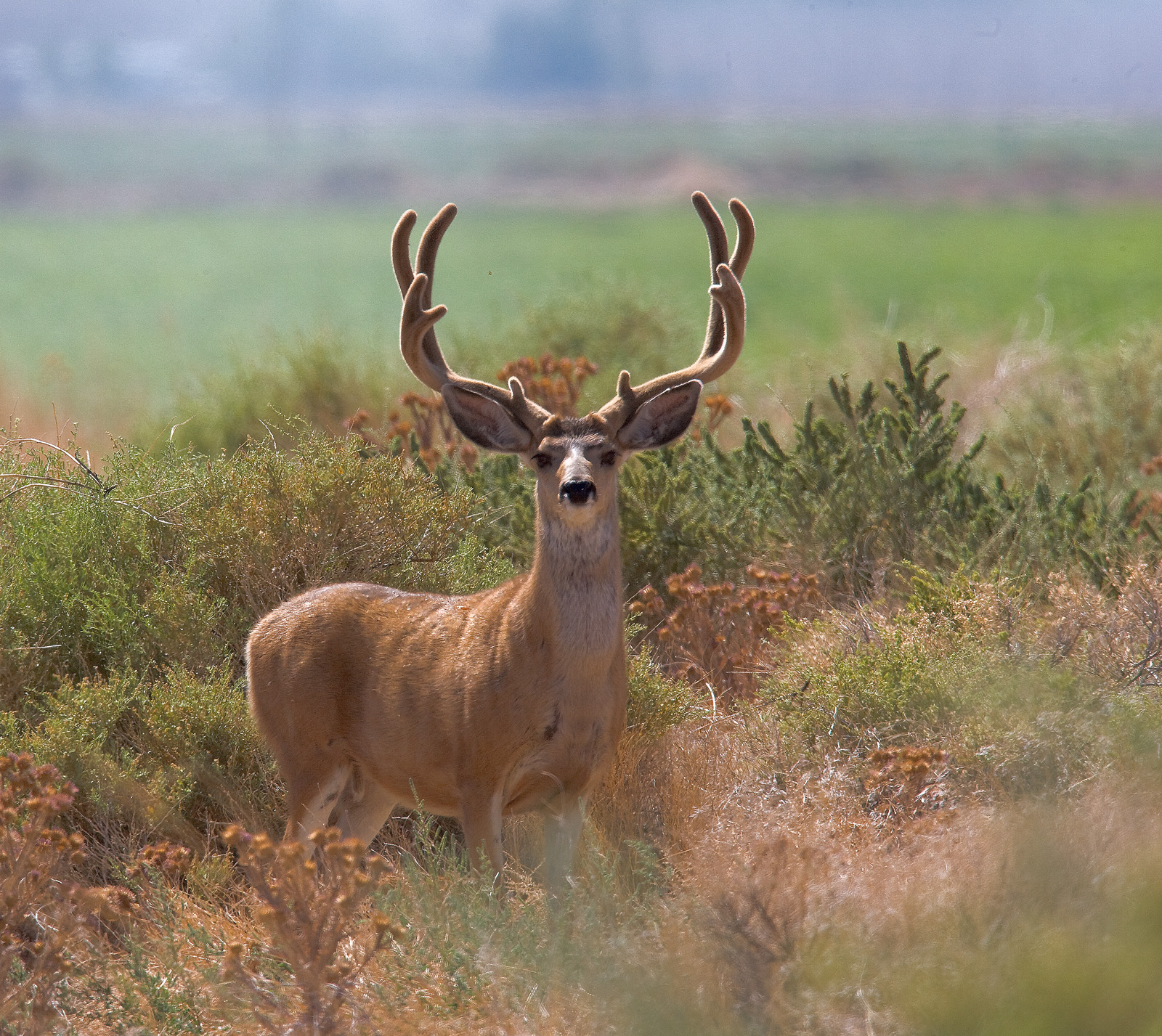 Mule deer buck in velvet on antlers