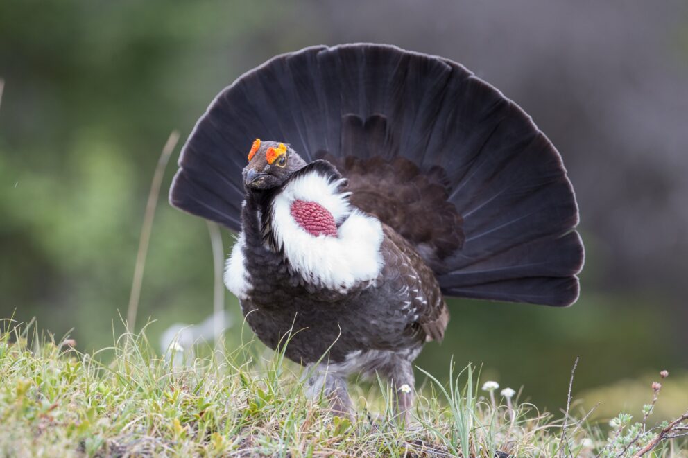 Dusky Grouse