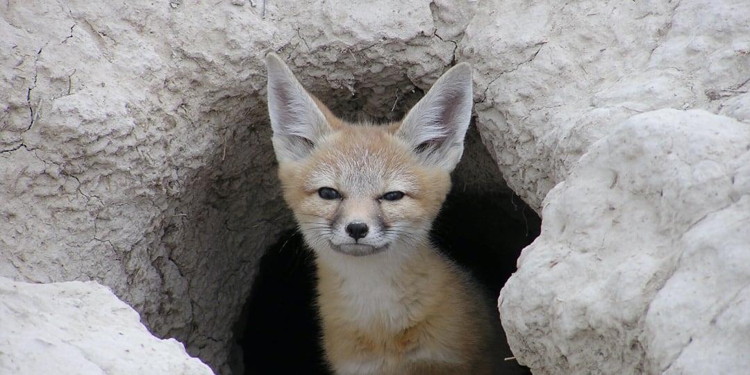 Kit fox peaking out of cave