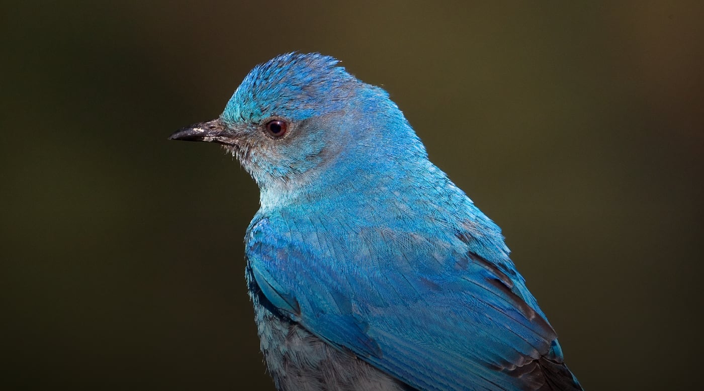 Close-up of Mountain Blue Bird