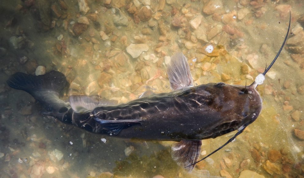Channel Catfish