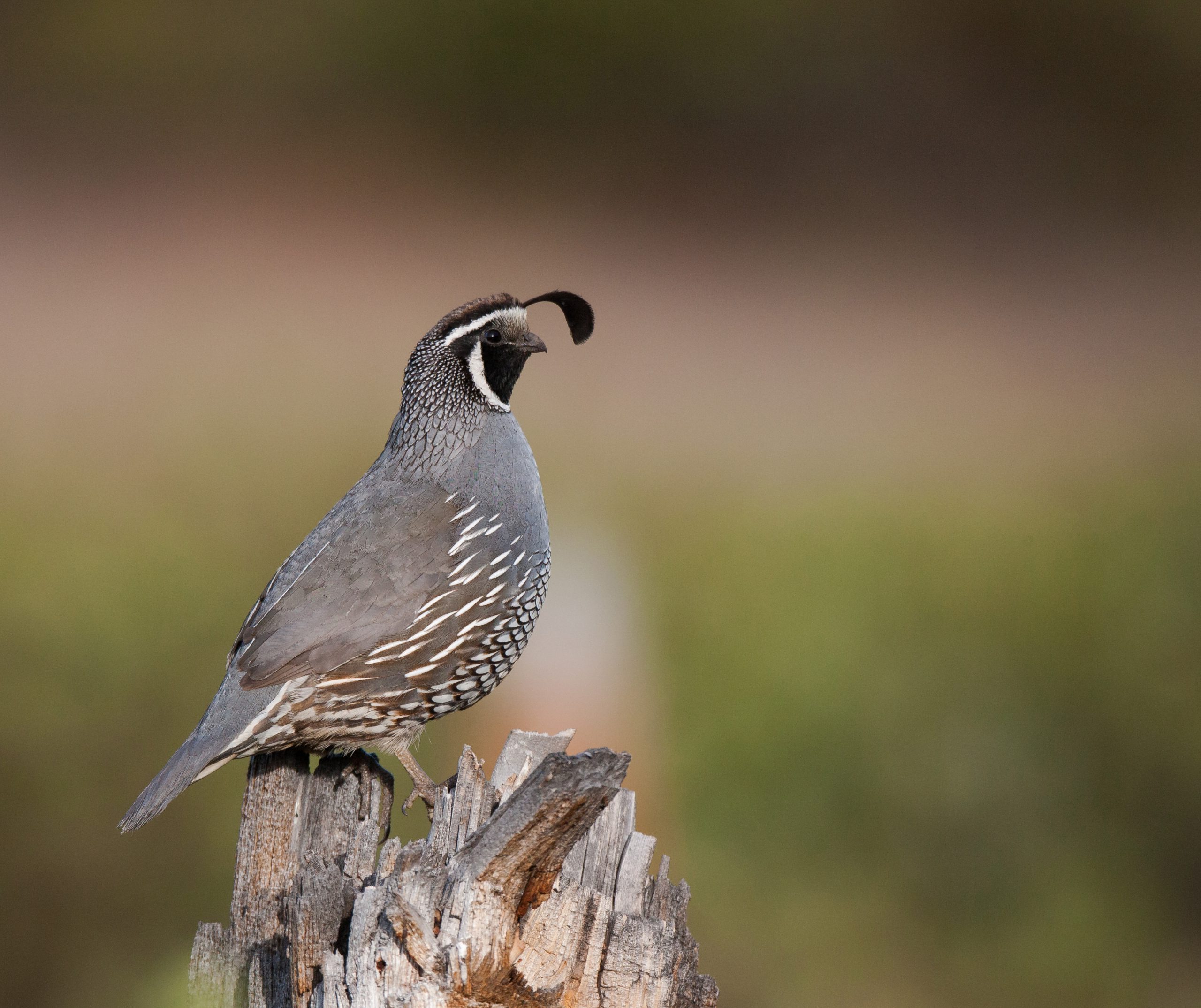 Quail sitting on a log