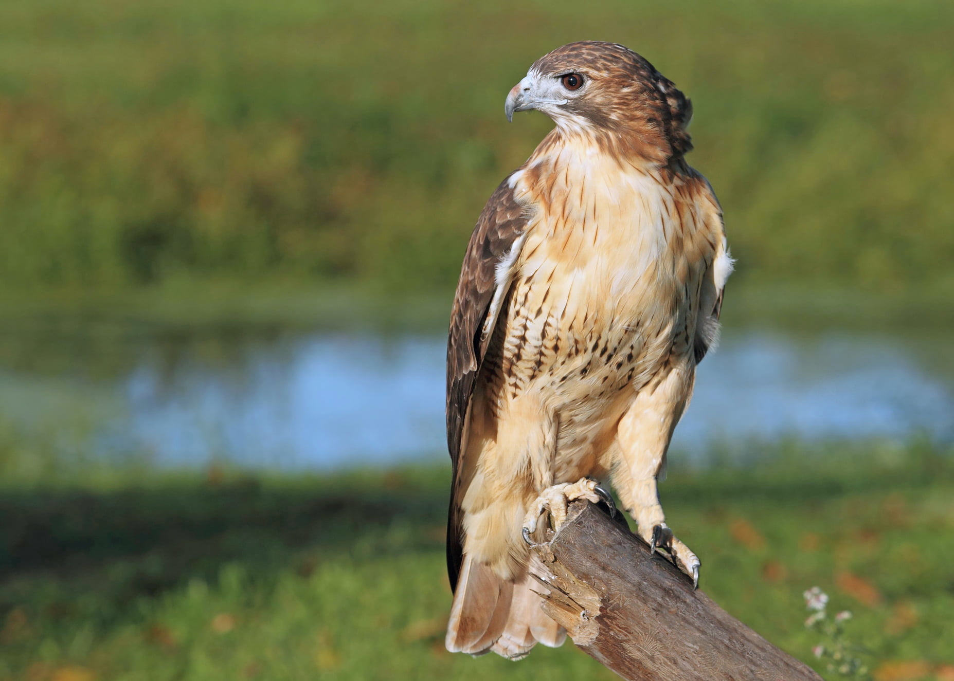 Red-tailed hawk perched on post in front of meadow.