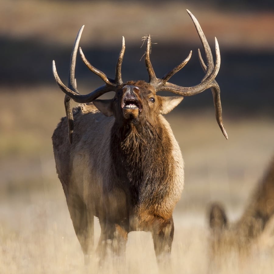 A Rocky Mountain elk bugles