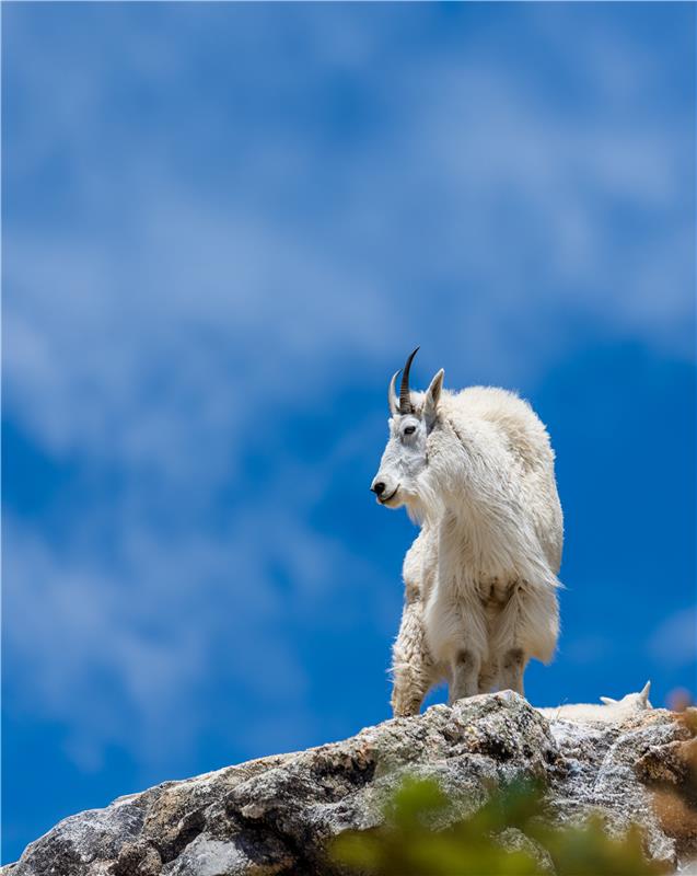 Mountain goat on cliff with vibrant blue sky behind it.