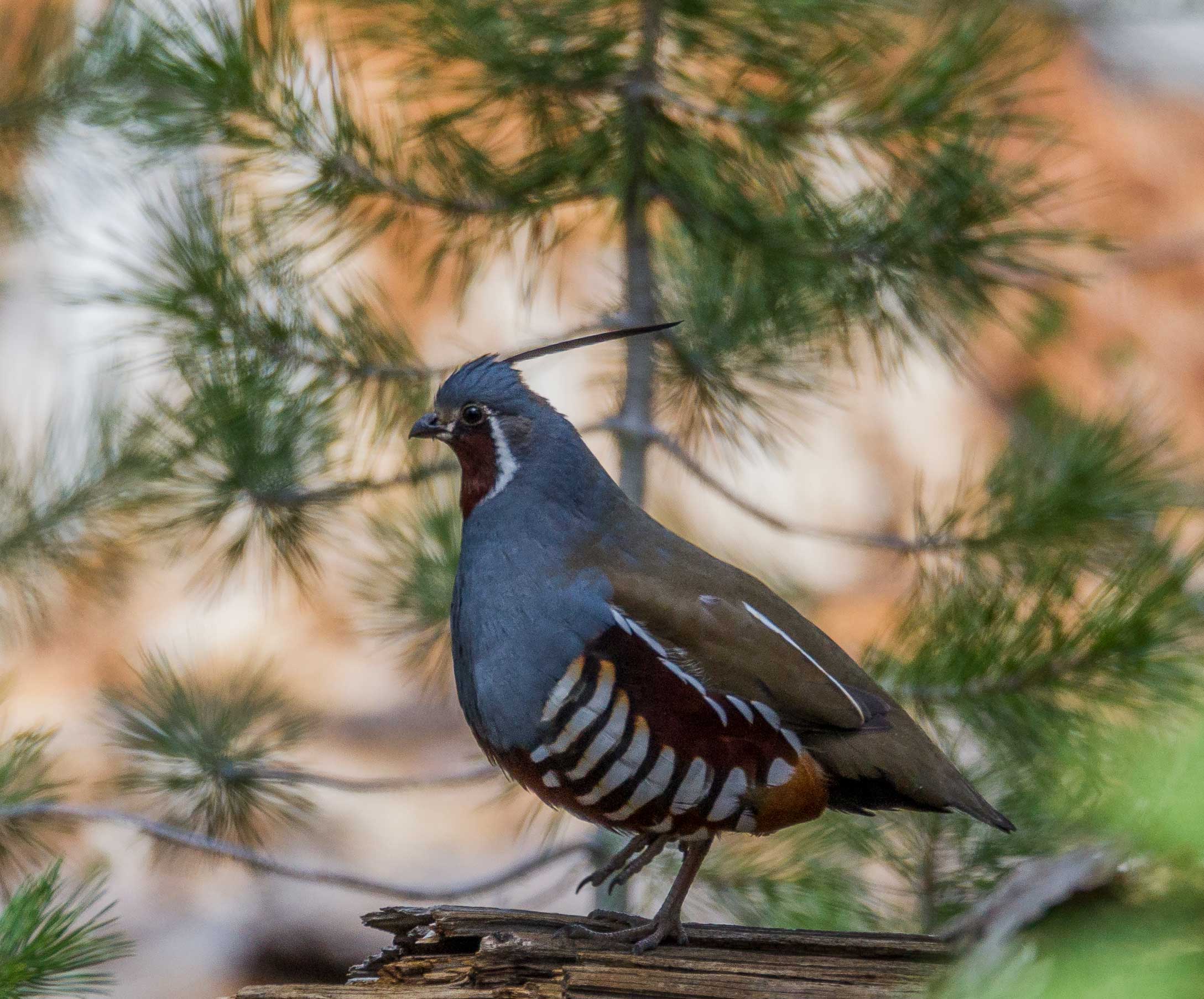 Mountain Quail on a log