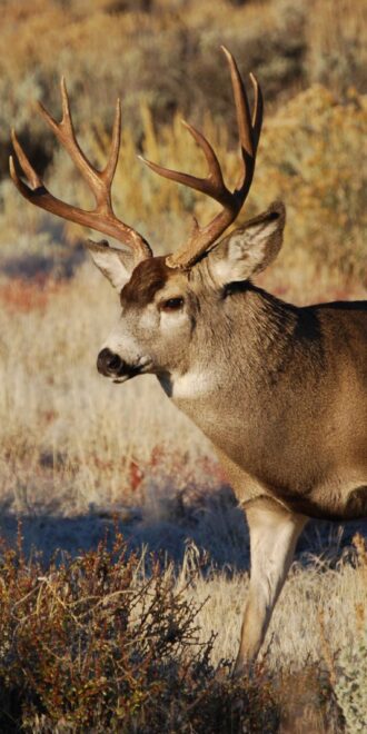 Picture of a mule deer outdoors
