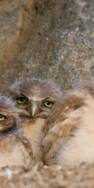 Three young burrowing owls stare at the camera from their nest. The owl farthest right cocks it's head.