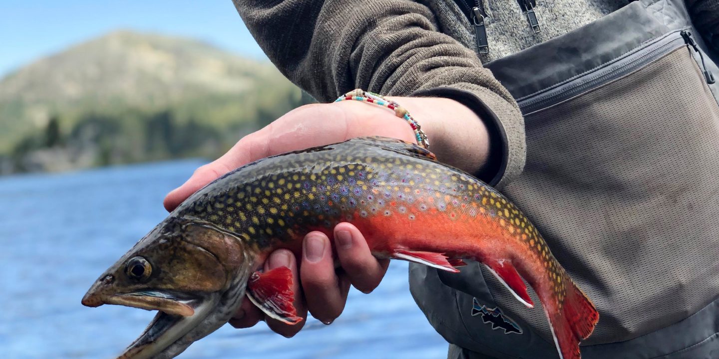 Lahontan Cutthroat Trout with vivid coloring 