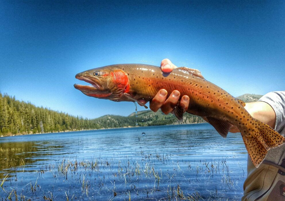 Lahontan Cutthroat Trout
