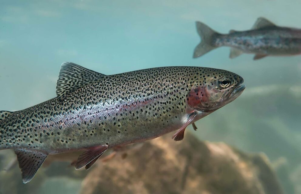 Rainbow Trout