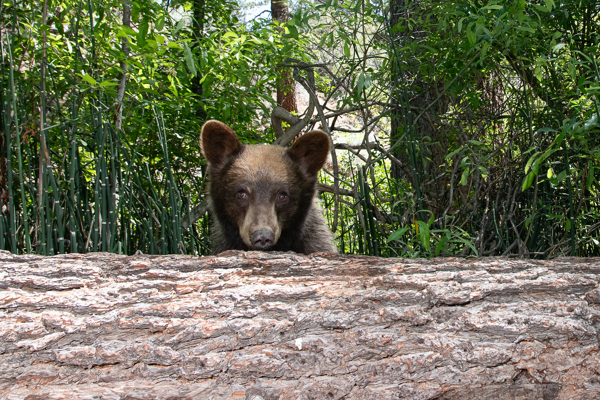 Black bear in front of brush peaking out at the camera from behind a log