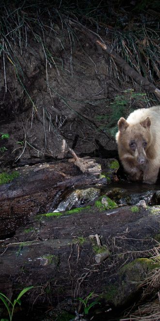 Black Bear roaming in the forest along a river bank