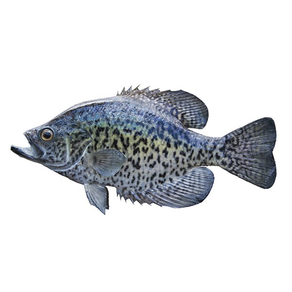 Crappie