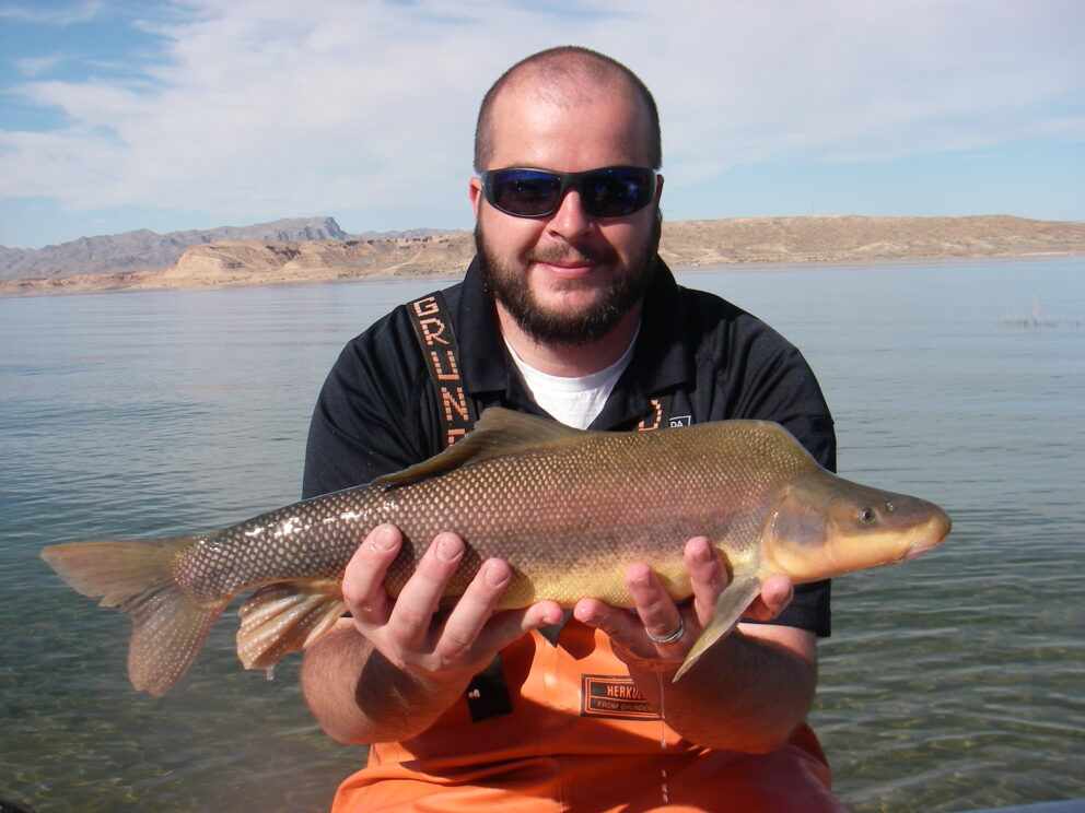 NDOW biologist holds up a razorback sucker fish