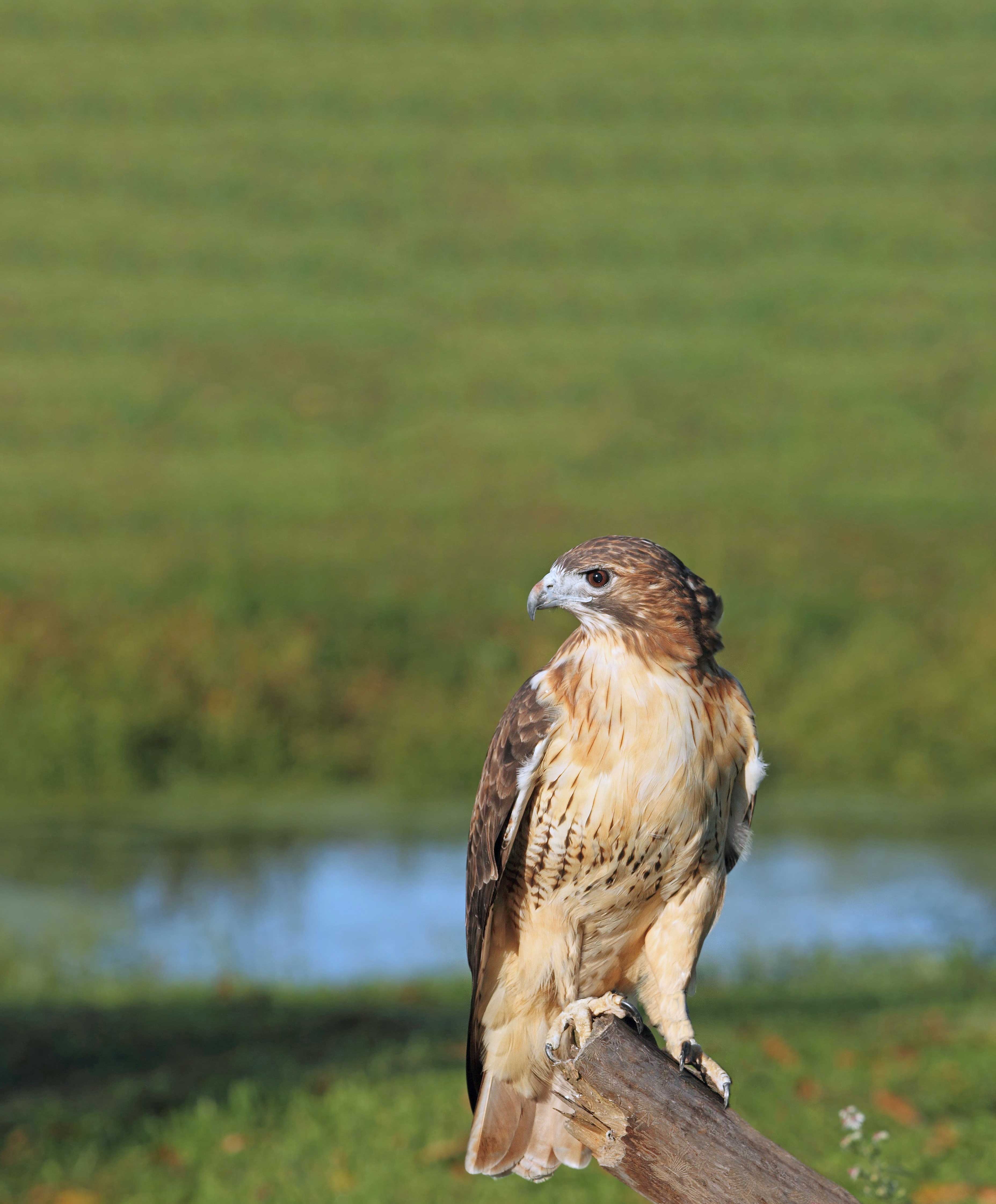 Red-tailed hawk perched on post in front of meadow.