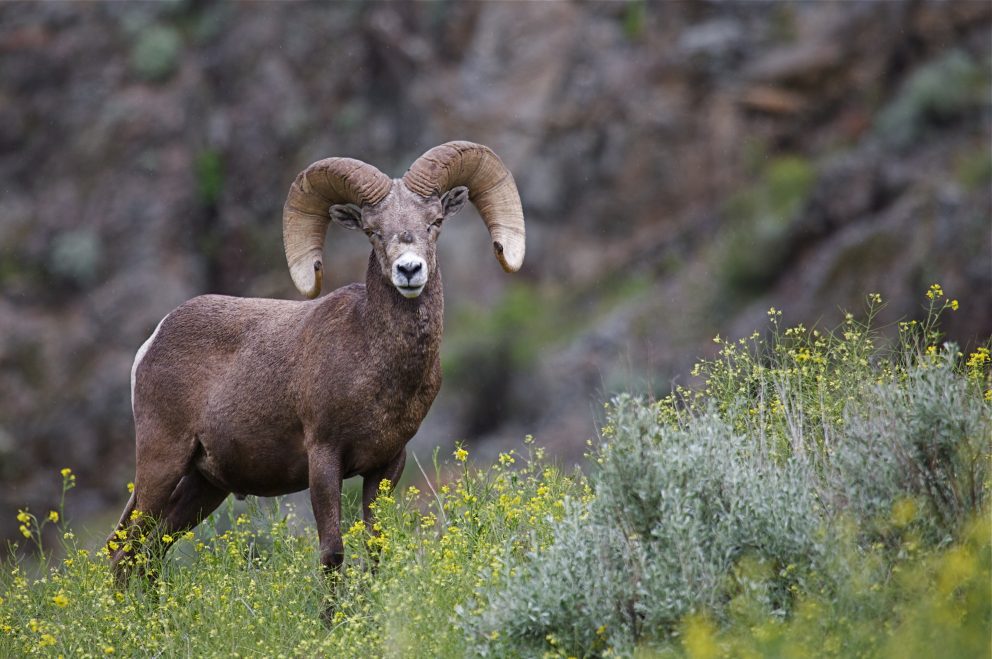 California Bighorn Sheep Standing in a Field with Wildflowers