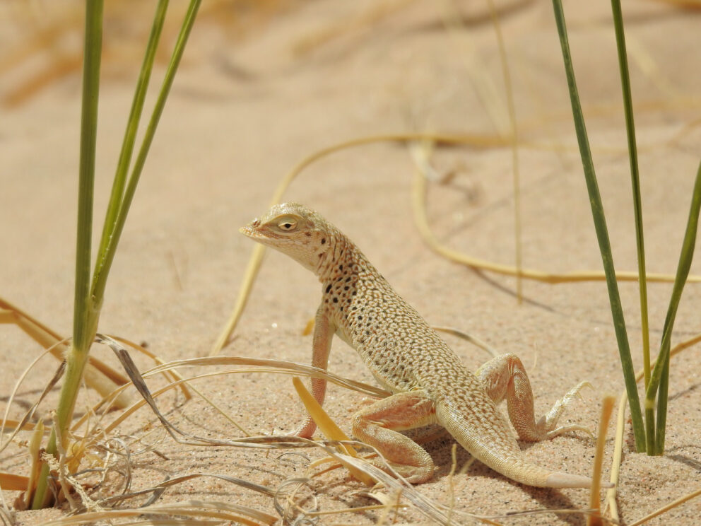 Mojave Fringe-toed Lizard