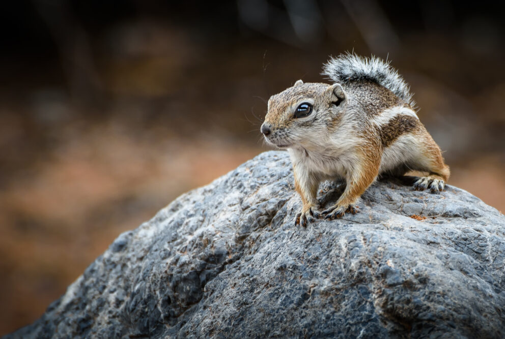 White-tailed antelope squirrel in Valley of Fire State Park Nevada