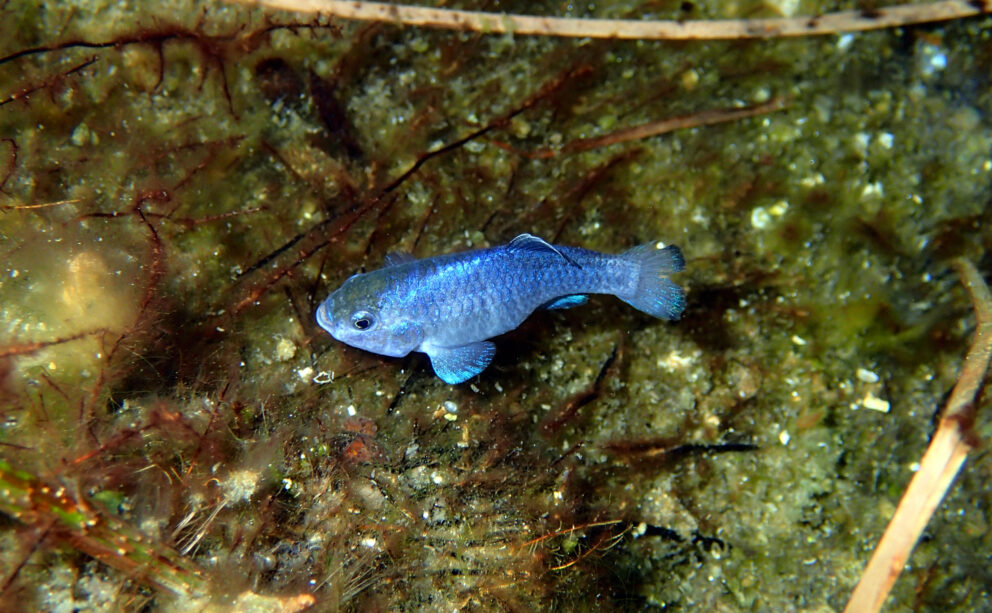 Male Amargosa Pupfish