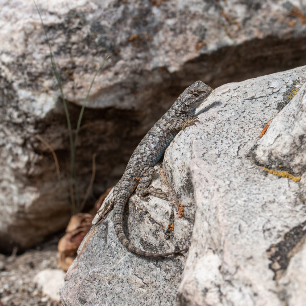Great Basin Fence Lizard- Side Profile Showing Blue stomach